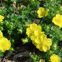(4.5 Inch Pot/10 Count Flat) Potentilla Neumanniana 'Nana'