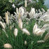 Pennisetum &