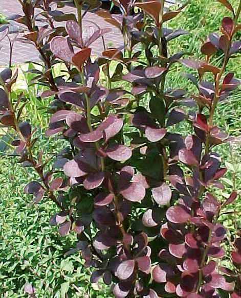 Barberry 'Helmond Pillar'