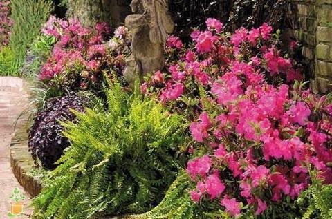 Autumn Empress Encore Azalea