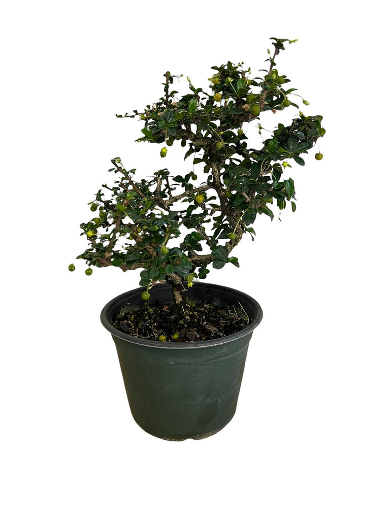 Bonsai Small Leaf Ball Shape Fukien Tea (Live Plant)