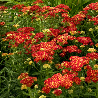 (1 Gallon) Achillea Millefolium &