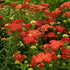 (1 Gallon) Achillea Millefolium &