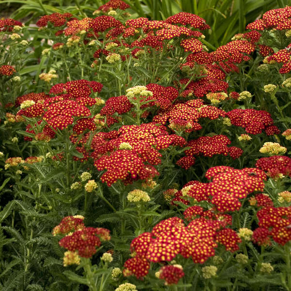 (1 Gallon) Achillea Millefolium 'Strawberry Seduction- Large Clusters of Long-Blooming, Velvety Red Flowers with Gold Centers