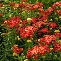 (1 Gallon) Achillea Millefolium 'Strawberry Seduction- Large Clusters of Long-Blooming, Velvety Red Flowers with Gold Centers