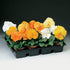 (3.5 Inch Pot/18 Count Flat) Pansy Delta Citrus Mix