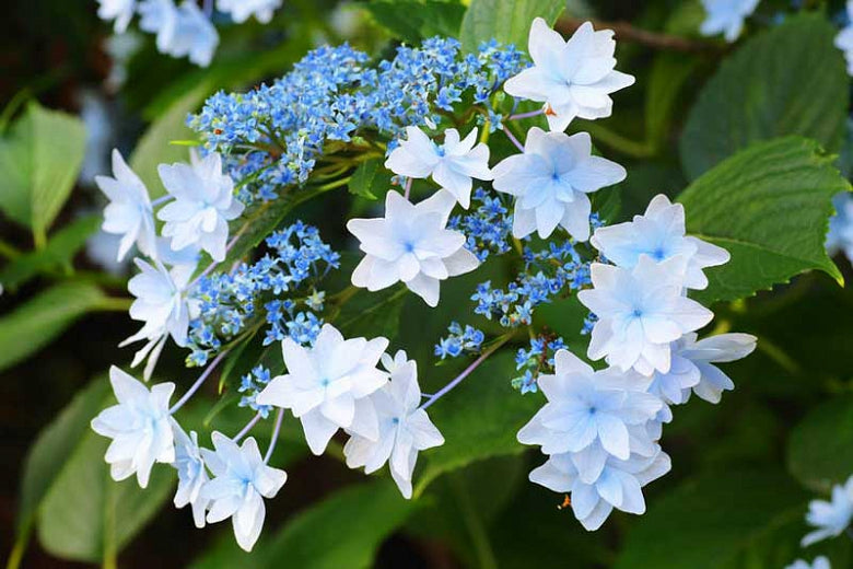 Hanabi Hydrangea