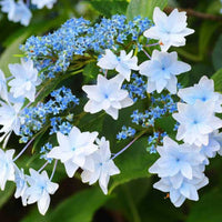 Hanabi Hydrangea plant with cascading white star-shaped flowers at Pixies Gardens