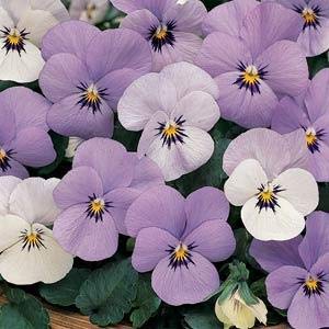 (3.5 Inch Pot/18 Count Flat) Viola Sorbet® Xp Yesterday, Today & Tomorrow- Flowers Begin White, Then Change To Soft Blue and Finally Rich Lavender-Blue.