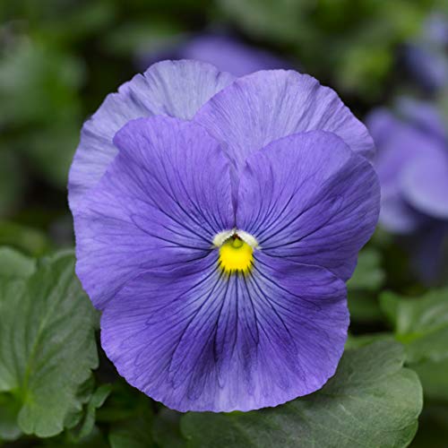 (3.5 Inch Pot/18 Count Flat) Pansy Delta Premium True Blue-Cheerful 3&quot; Blue Early Blooming Flowers. Low Spreading Compact Habit.