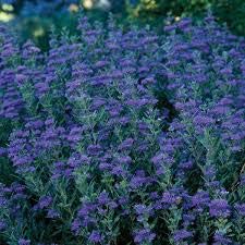 Dark Knight Caryopteris is a Deciduous Shrub That Produces Showy, Fragrant Deep Blue Blooms.