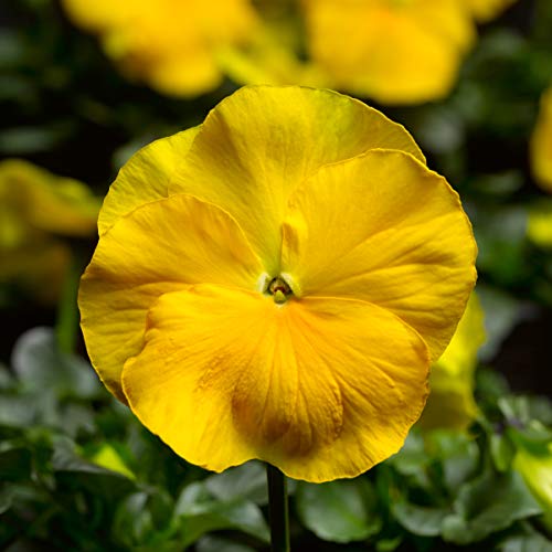 (3.5 Inch Pot/18 Count Flat) Pansy Delta Premium Pure Yellow- Delta Pure Yellow Features Features 2.5 To 3 Inch Clear Bright Yellow Blooms