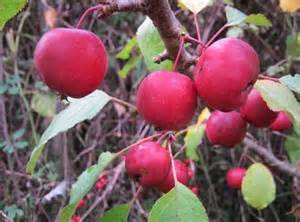 (1 Gallon) Pilgrim Cranberry is a Superior Variety Prized For Its Abundant Crops of Large, Tasty, Red Berries