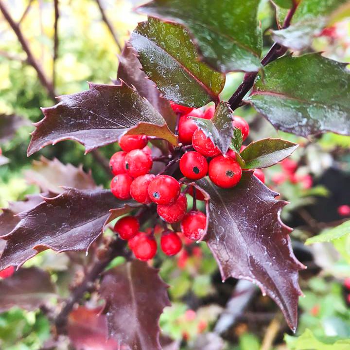 Blue Prince Holly, Handsome Hedge with Beautiful Dark Blue-Green Foliage On Blue-Purple Stems