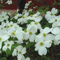 White Flowering Dogwood Seedling with small leaves