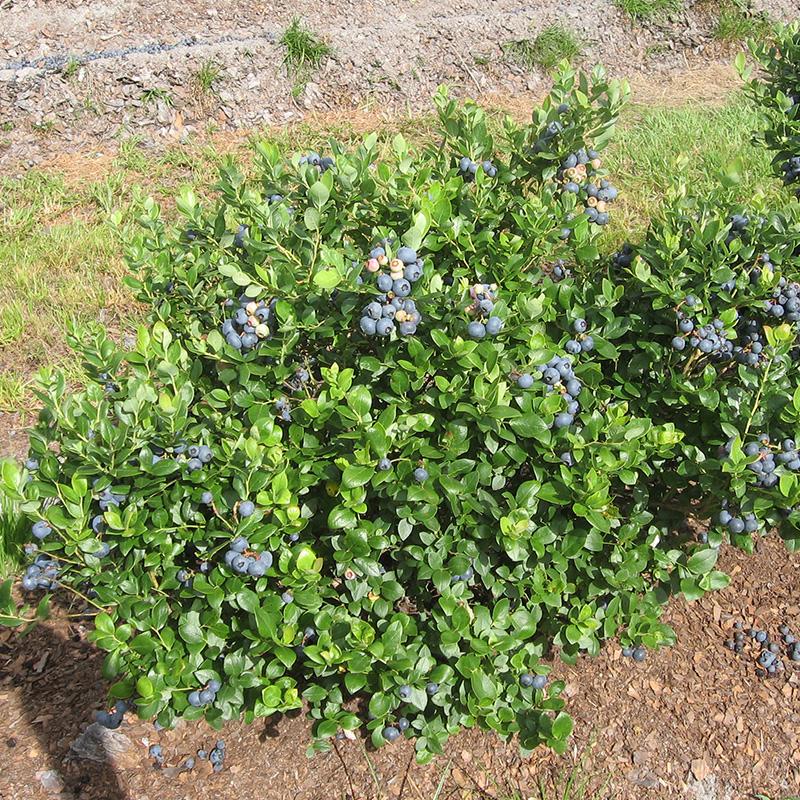 Vaccinium 'Southern Bluebelle' Blueberry Fruit