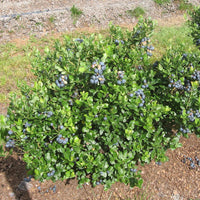 Southern Belle Blueberry Plant in Pot - Healthy Green Foliage