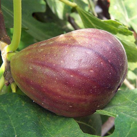 Texas Everbearing Fig Tree - Nutritious Vigorous, Very Large, Productive Fig