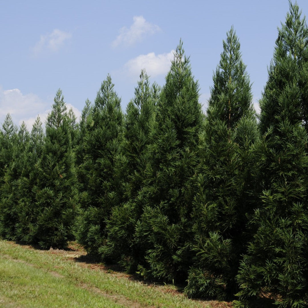 Cryptomeria Radicans