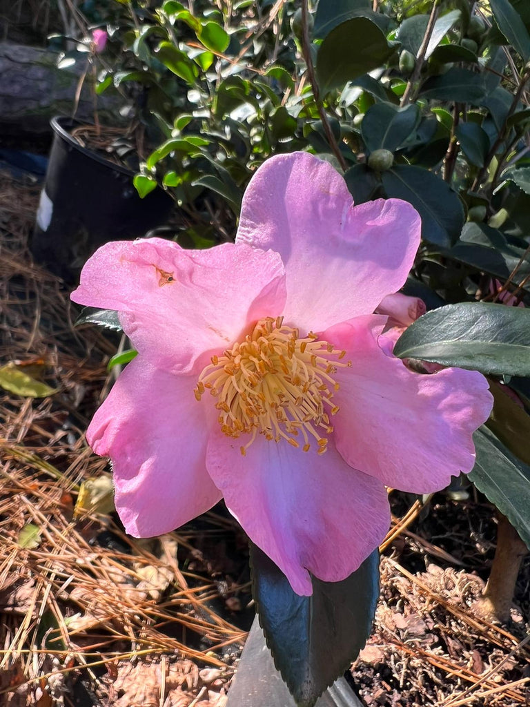 Camellia Winter's Star-Alluring Pink Blooms