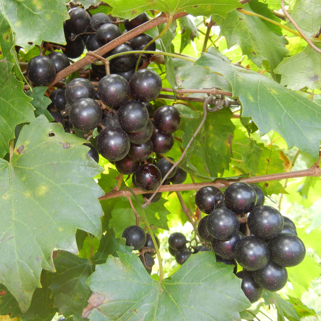 Southland Muscadine Grape Vine Shrub