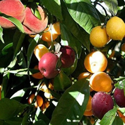 (4 In 1) Fruit Cocktail Tree - 4 Different Fruits On One Plant - Plum, Nectarine, Peach, Apricot