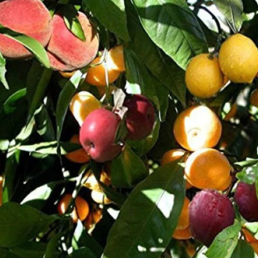 Buy 5 in 1 Fruit Cocktail Tree 2 to 5 Different Fruits on One Plant