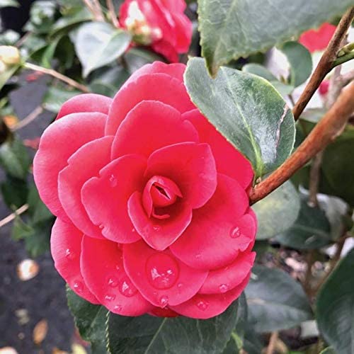 Arctic Rose Camellia, Cold Hardy Gorgeous Rose-Red, Formal Double Flowers From March To Spring, From March To Spring, Good For Colder Areas.