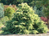 (1 Gallon) Silver Mist Cedar Conifer is Evergreen, Has a Slow Growth Rate. Dwarf, Mounding To Conical Habit.