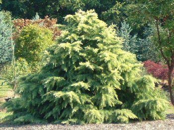 (1 Gallon) Silver Mist Cedar Conifer is Evergreen, Has a Slow Growth Rate. Dwarf, Mounding To Conical Habit.