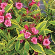 French Lace Weigela is a Variegated Weigela with Bright Green Leaves with Yellow Green Margins