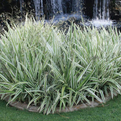 variegated flax lily flower Variegated Flax Lily Shrub - 1 Gallon / Single