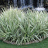Variegated Flax Lily &