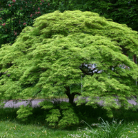 Waterfall Japanese Maple with cascading weeping branches and finely cut green laceleaf foliage