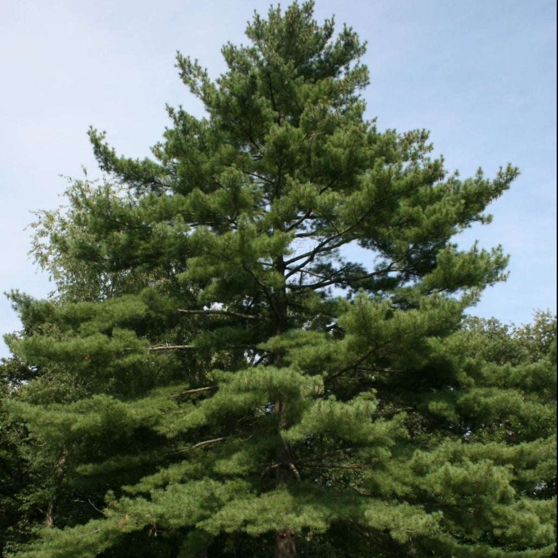 Eastern White Pine