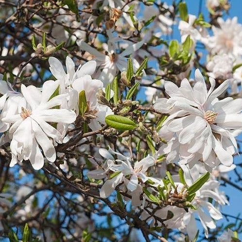 Centennial Magnolia Trees, White Flowers with a Hint of Pink, One of The Hardiest of The Magnolias, Small Tree Or Large Shrub