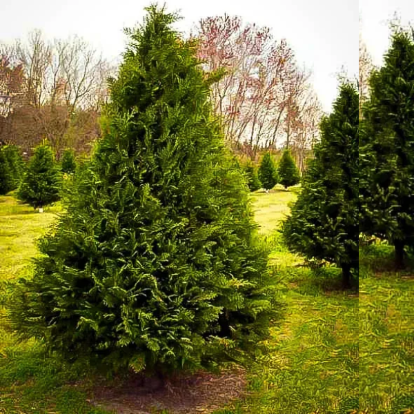 Murray Cypress Christmas Tree