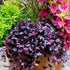 Dwarf Loropetalum Chinense garden use ideas