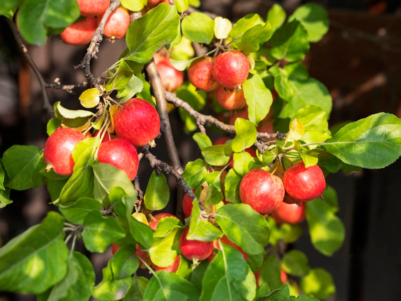 Crabapple Callaway