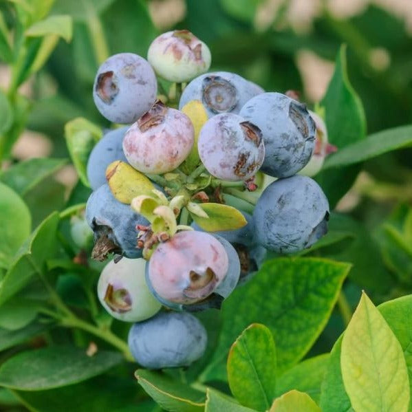 Tifblue Blueberry Bush