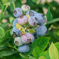 Tifblue Blueberry Bush showing fresh blue fruits