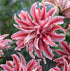 Pack of 5 Bulbs Magic Star Double Oriental Lily Thanks to impressive 36-48" height, Oriental Lily&