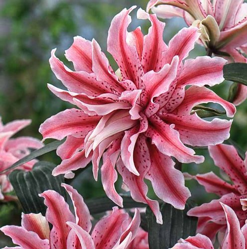 Pack of 5 Bulbs Magic Star Double Oriental Lily Thanks to impressive 36-48" height, Oriental Lily's sweet scent is easily enjoyed as your garden beds