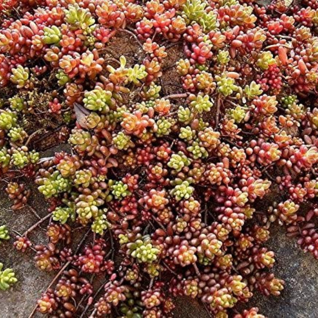 (10 Count Flat/4.5 Inch Pots) Sedum Album &