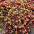 (10 Count Flat/4.5 Inch Pots) Sedum Album &
