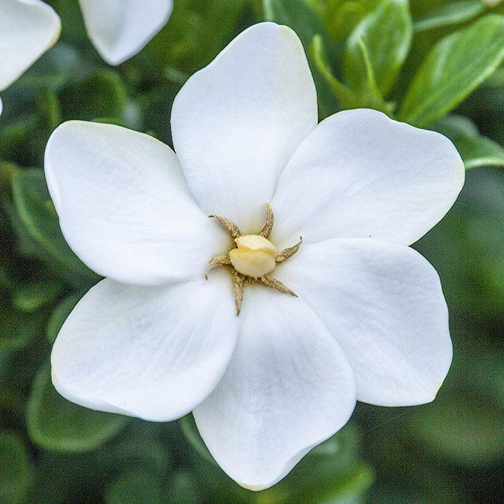 Grif's Select Hardy Gardenia