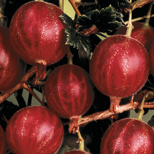 Hinnonmaki Red Gooseberry