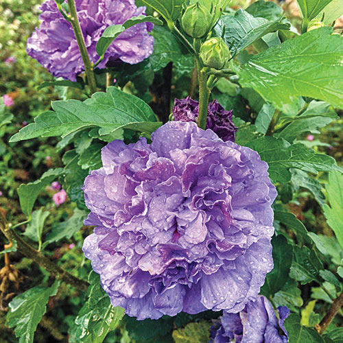 Buy Hibiscus 'Blueberry Smoothie' Plants & Trees Online