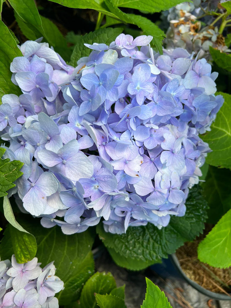 The Original Endless Summer Hydrangea