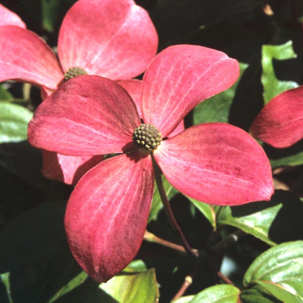 Pink Kousa Dogwood- Splendid Pink To Red Bracts Followed In Fall By Hanging Red Fruit